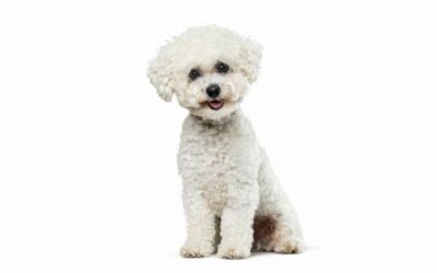 Bichon frisé