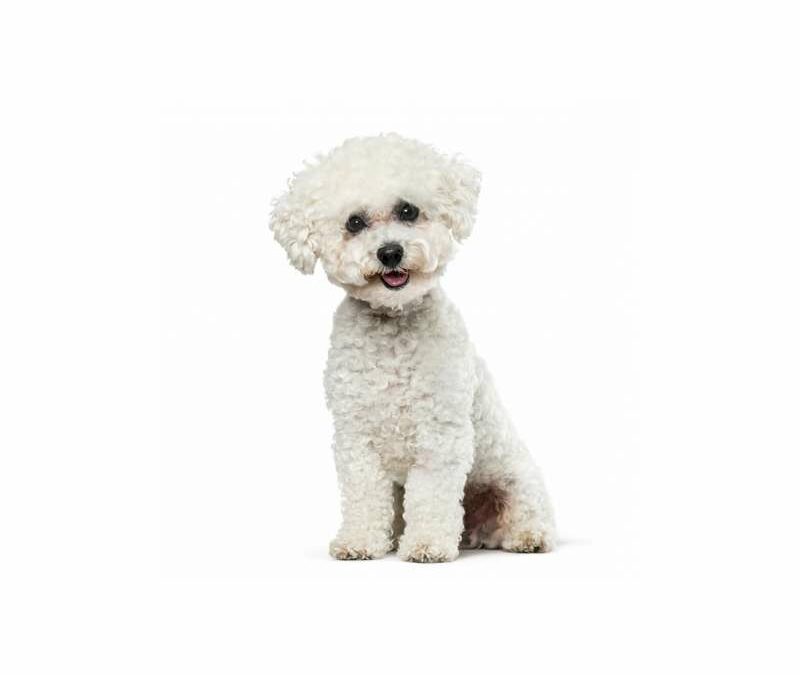 Bichon frisé