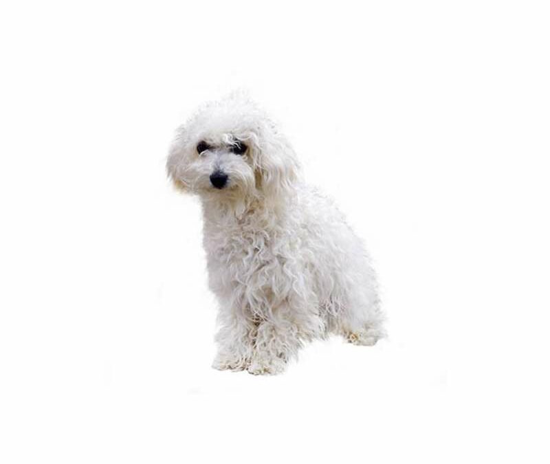 Bichon bolonais