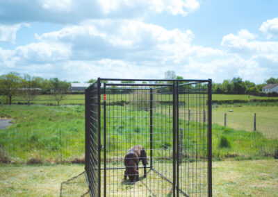 Chenil avec GRILLAGE-SOUDE jceurope Lucky Dog
