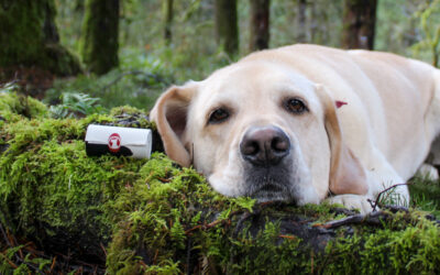 Sacs à déjections compostables pour chien