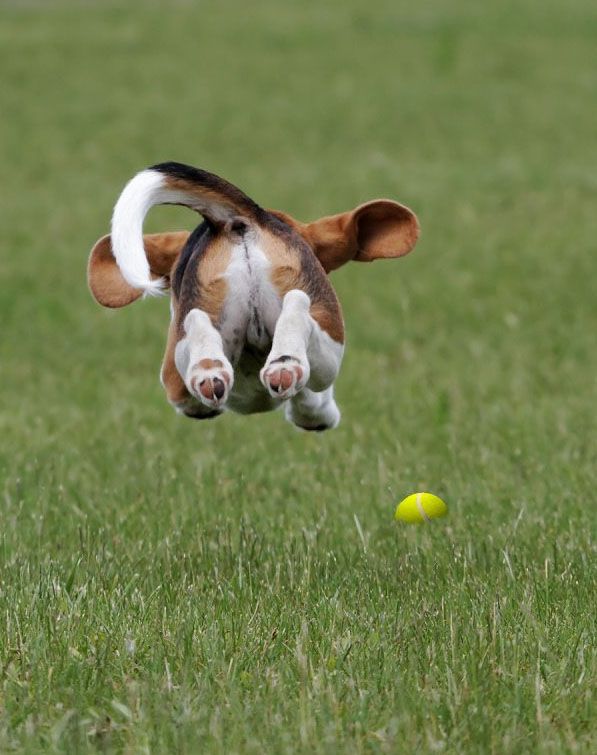 beaggle_bond