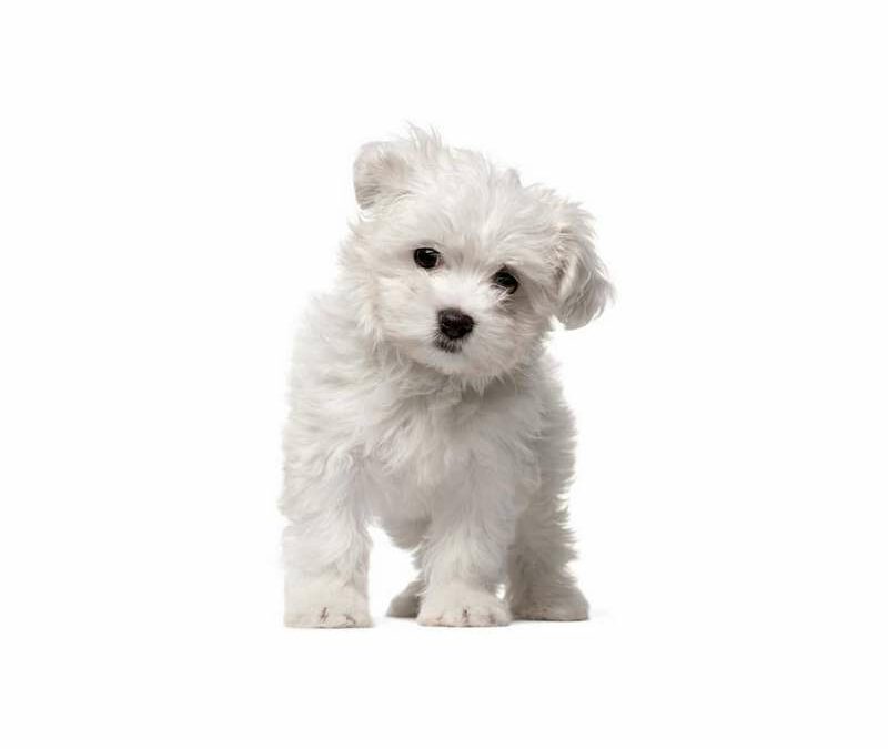 Bichon Maltais