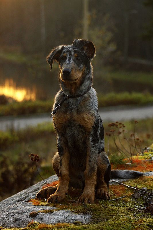 chien_adulte