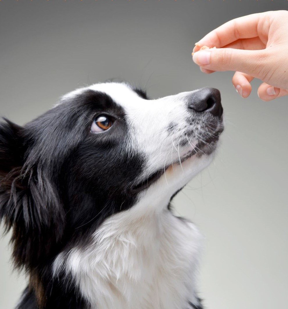 chien_recompense_friandise