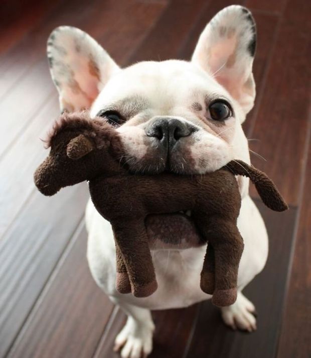 chiot_peluche
