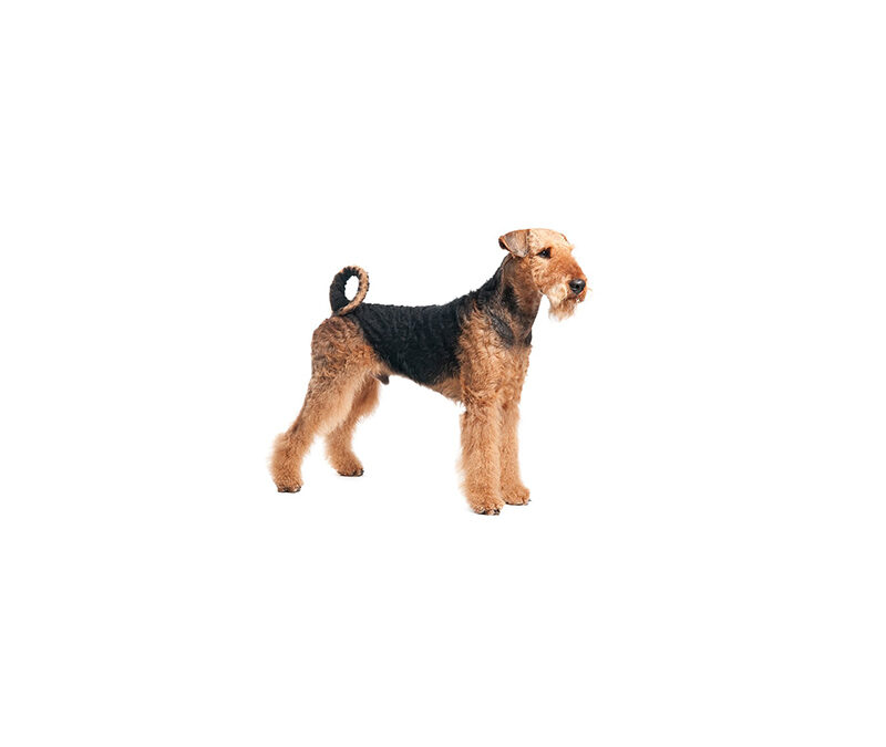 Airedale terrier