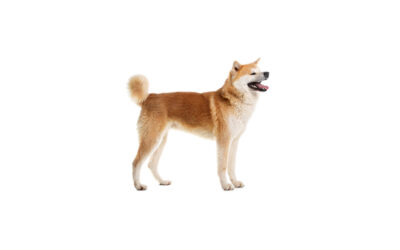 Akita inu