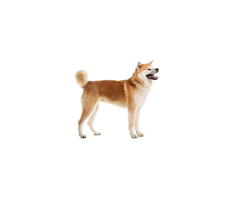 Akita inu