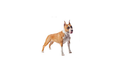 American Staffordshire terrier