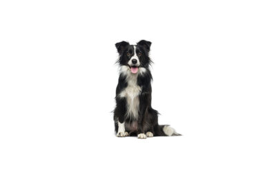 Border collie