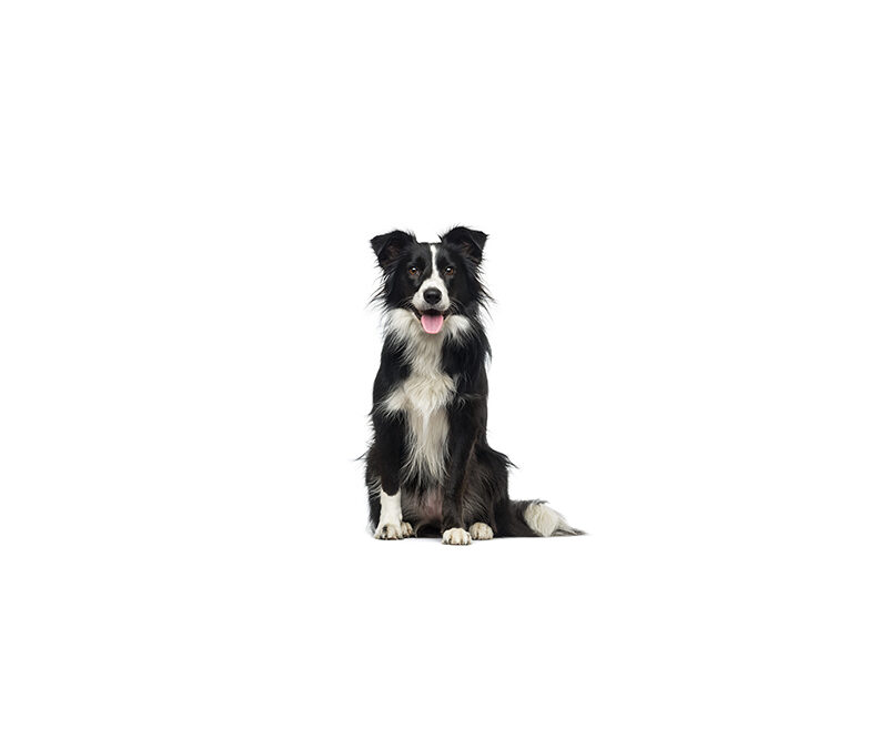 Border collie