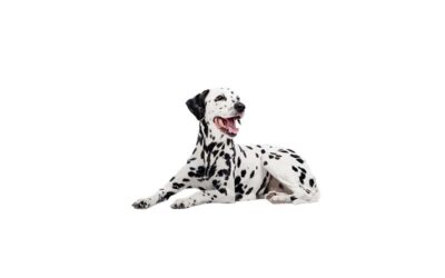 Dalmatien