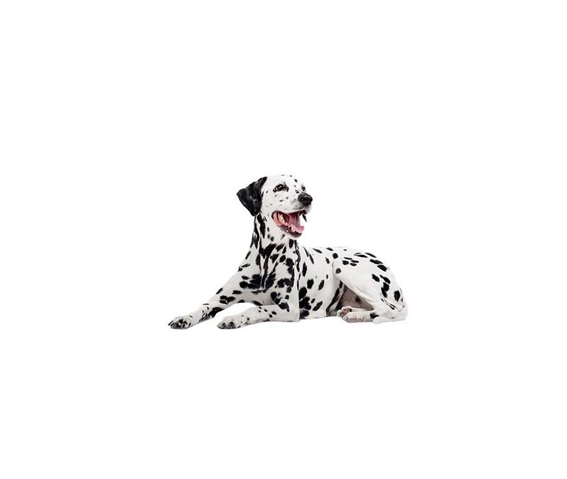 Dalmatien