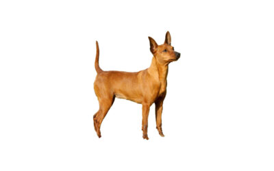 Pinscher nain