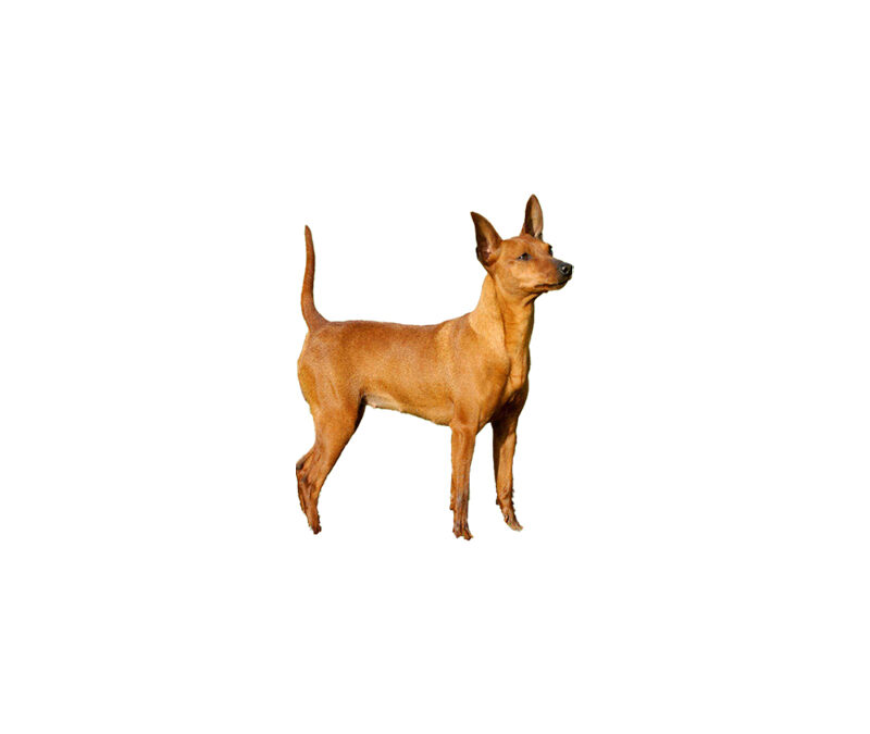 Pinscher nain