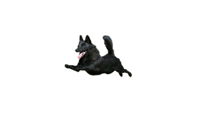 Schipperke