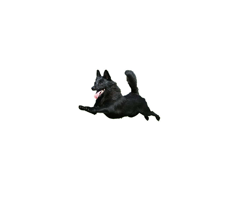 Schipperke