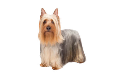 Silky Terrier