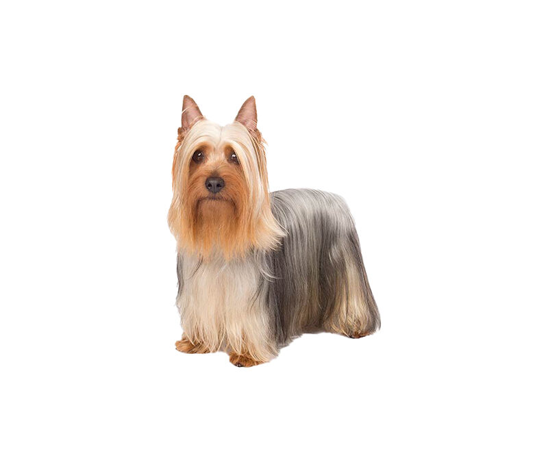 Silky Terrier