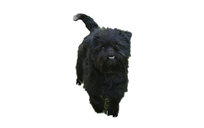 Affenpinscher