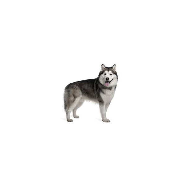 Alaskan malamute