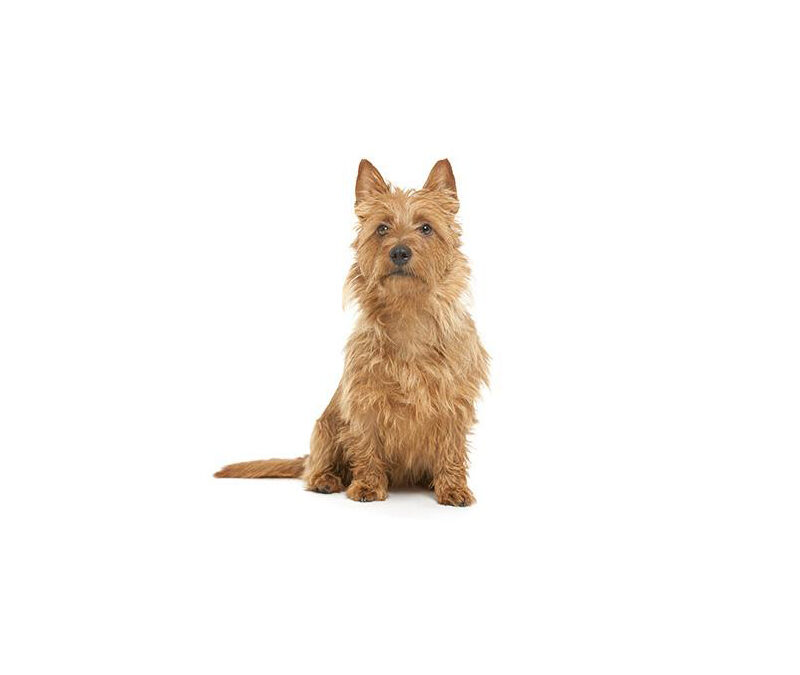 Terrier australien