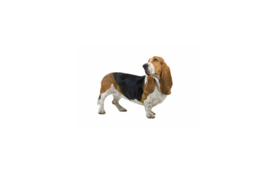 Basset- hound