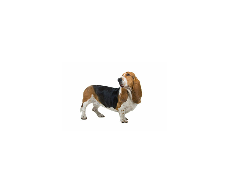 Basset- hound