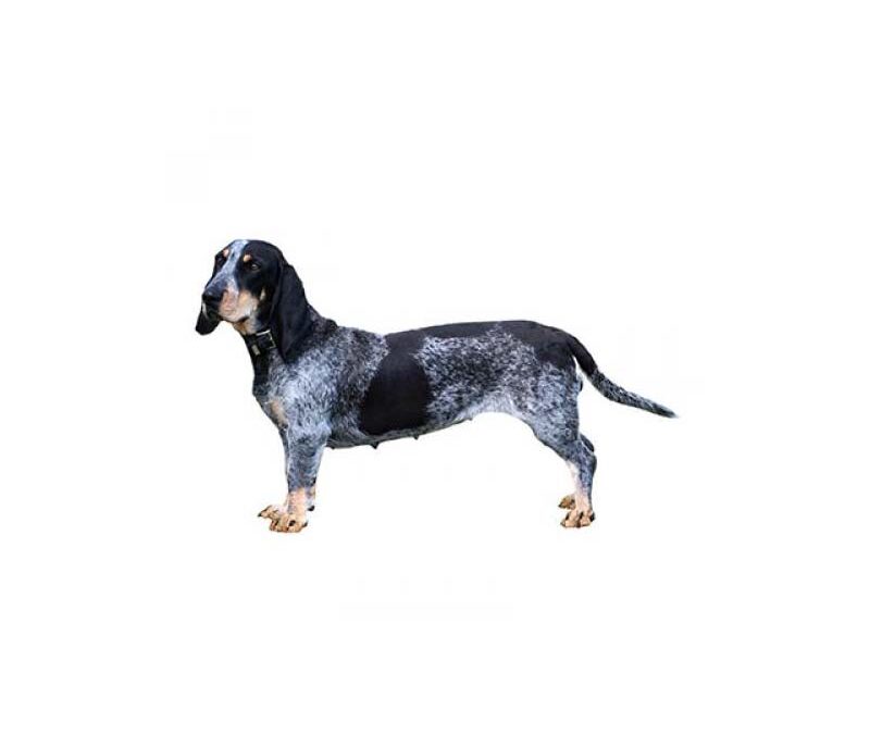 Basset bleu de Gascogne