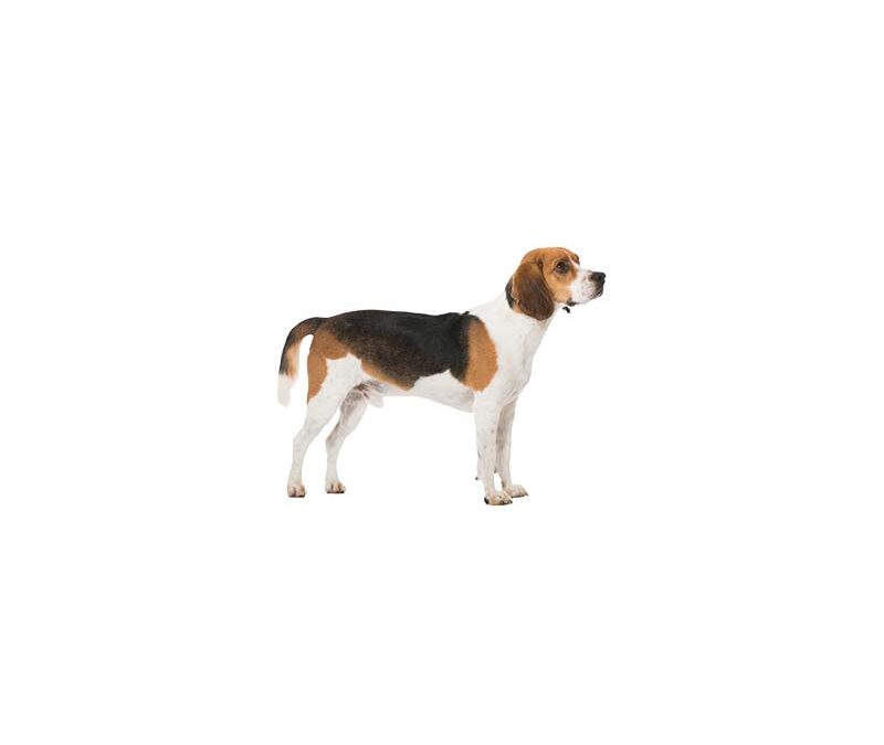 Beagle