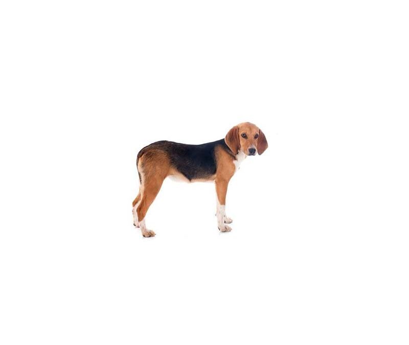 Beagle harrier