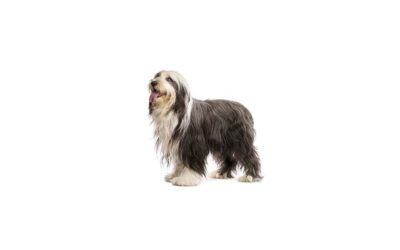 Bearded collie