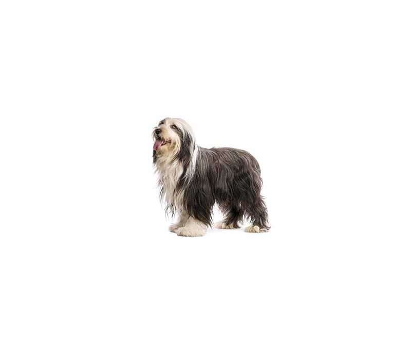 Bearded collie