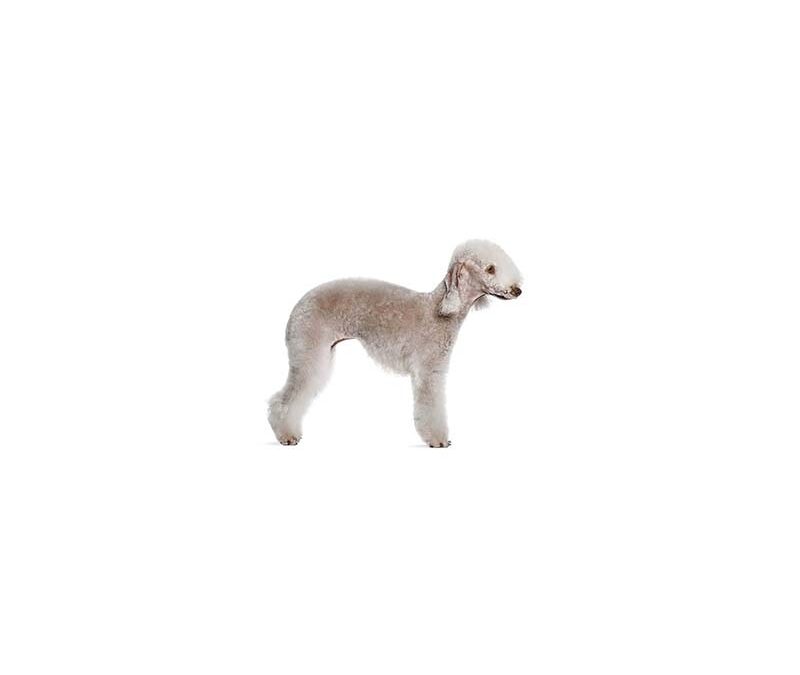 Bedlington terrier