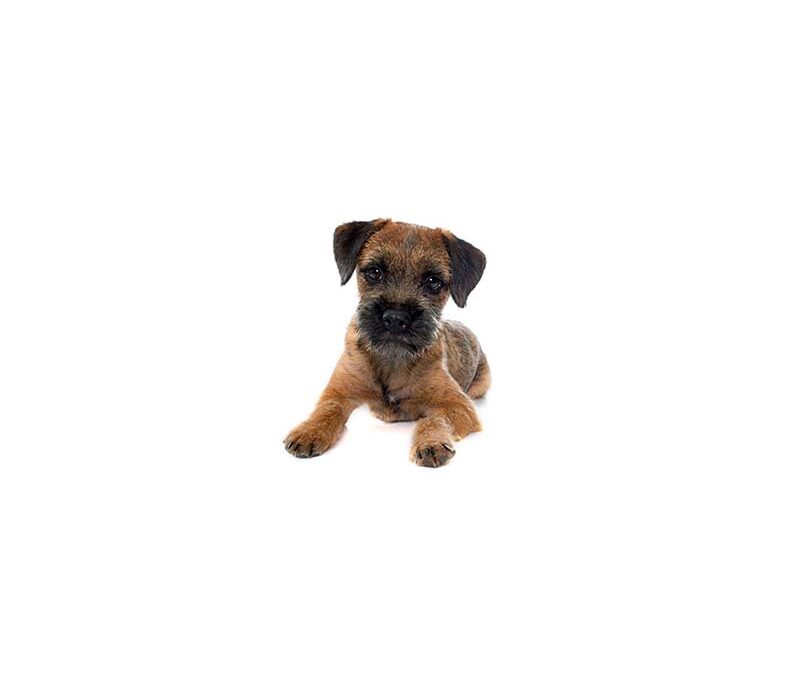 Border terrier