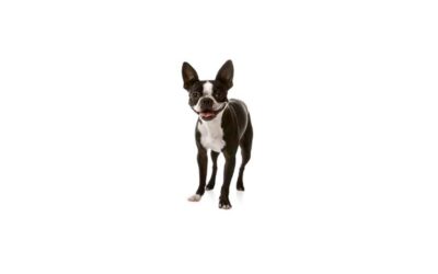Boston terrier