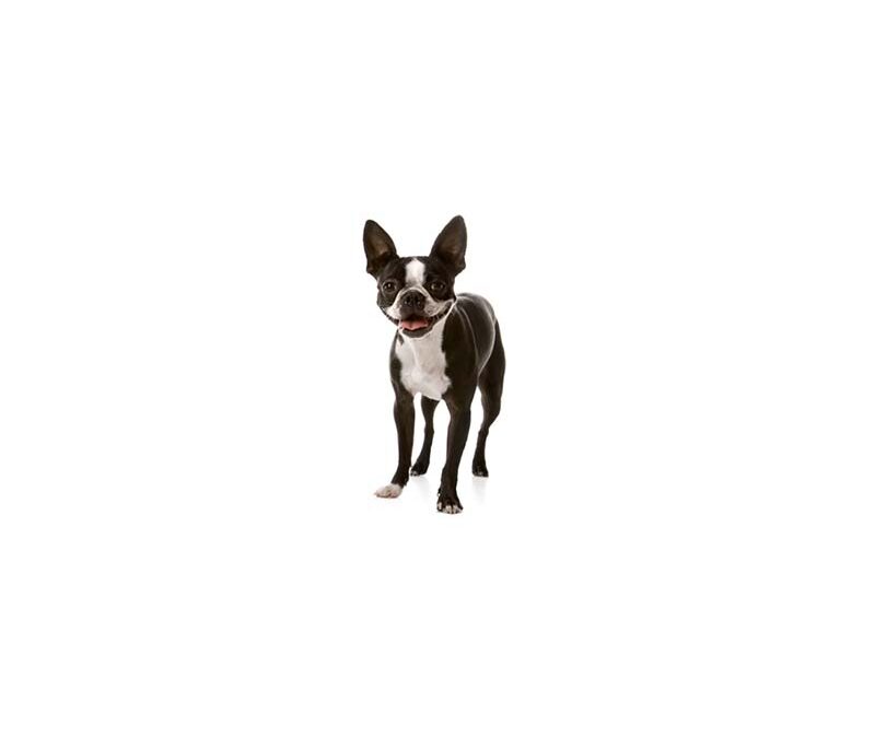 Boston terrier