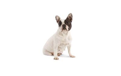 Bouledogue français