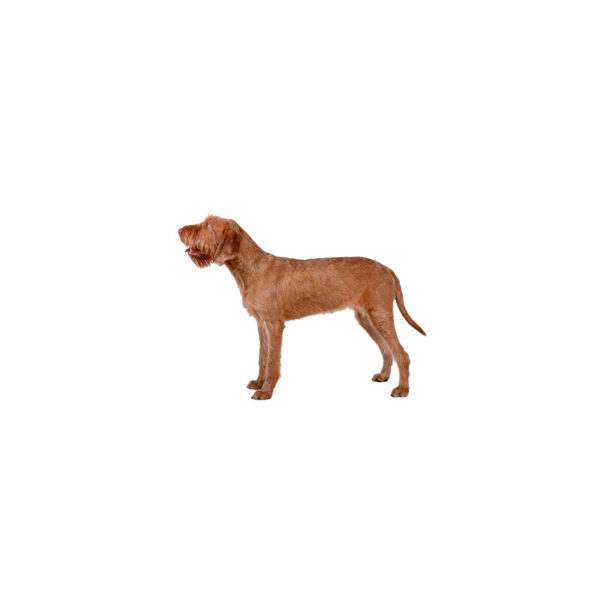 Braque hongrois à poil dur JCEurope