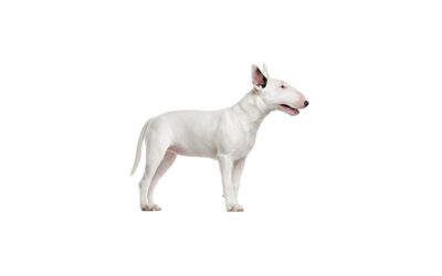 Bull terrier