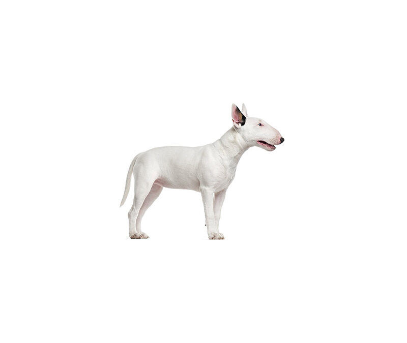 Bull terrier