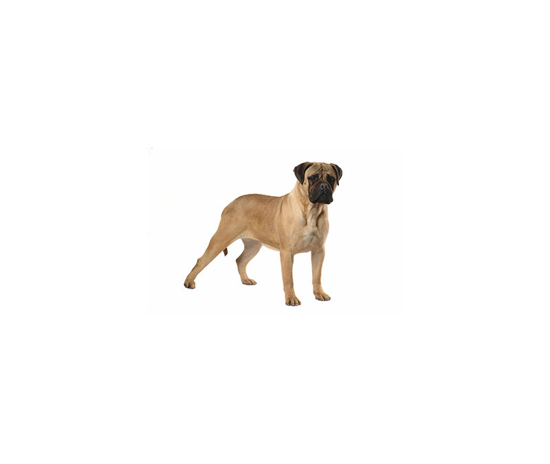 Bullmastiff