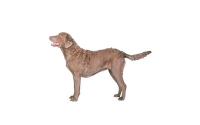 Chesapeake bay retriever