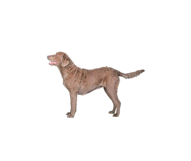 Chesapeake bay retriever