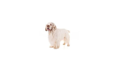 Clumber-spaniel