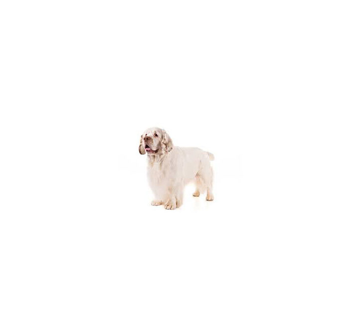 Clumber-spaniel