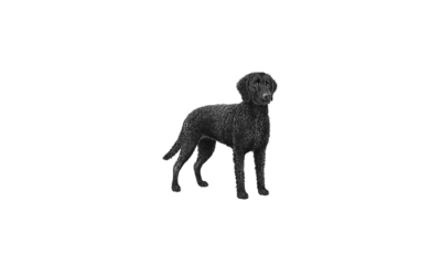 Curly-coated retriever