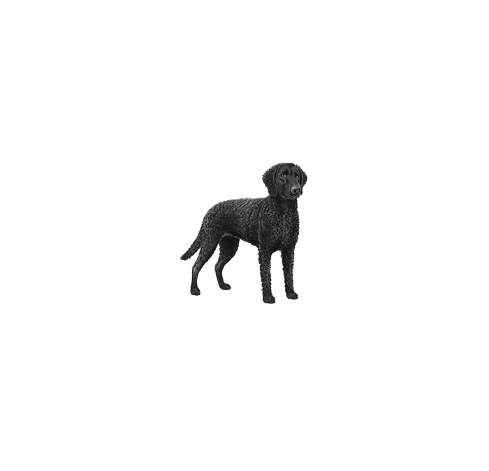 Curly-coated retriever