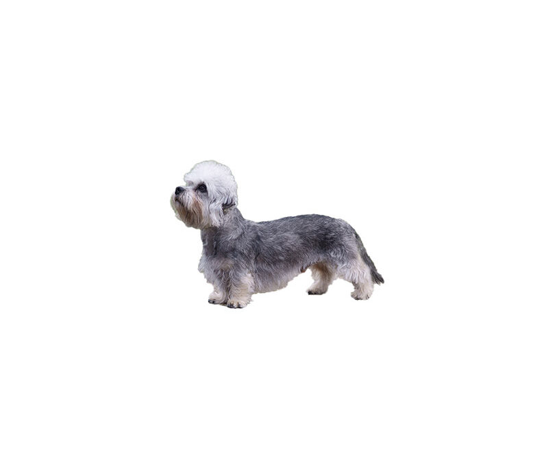 Dandie-dinmont terrier